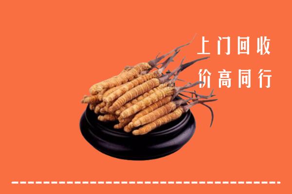 高价求购：深圳回收散虫草